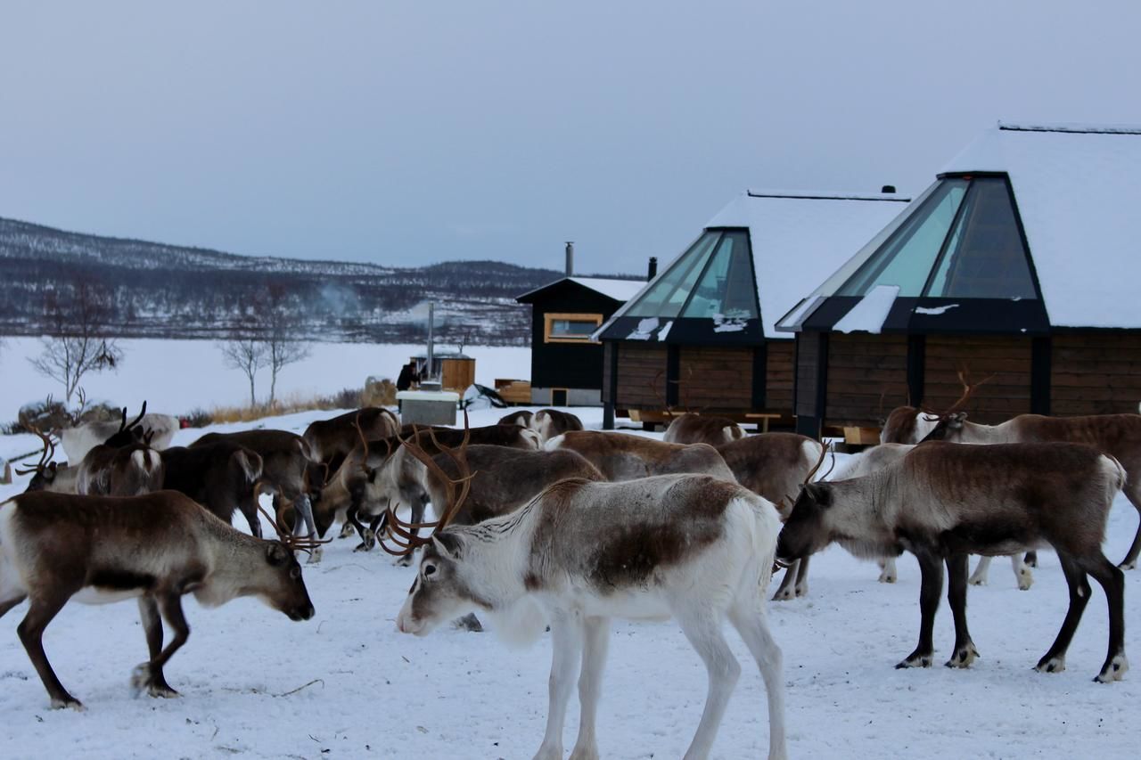 Курортные отели Arctic Land Adventure Glass Igloos Кильписъярви