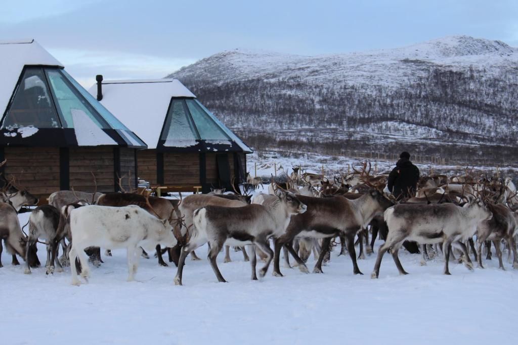 Курортные отели Arctic Land Adventure Glass Igloos Кильписъярви-49